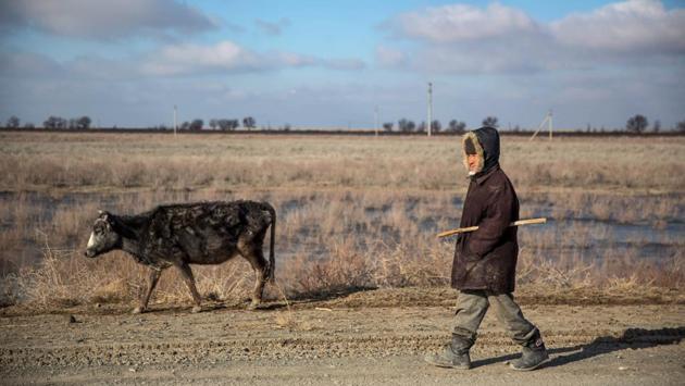 A man herds a cow along a road in Uzbekistan. The city’s suffering is not just limited to the collapse of its fishing industry. With no water body to moderate the weather, residents have to battle ecological changes with the climate swinging severely between extreme heat and Siberian cold. (Taylor Weidman / Bloomberg) 