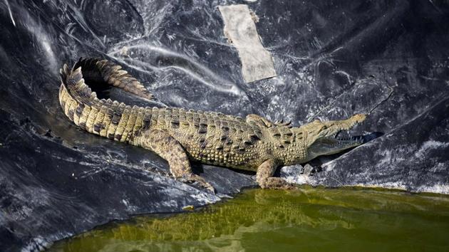 An alligator sunbathes in the water treatment area of the Taino Aqua Farm fish plant. The fish farm treats the water that gets bloody from the processing of its tilapia fish, before sending it to the town's sewage system. The alligator was acquired from a local fisherman and put here to isolate it, where workers feed it and give it fresh water. (Dieu Nalio Chery /AP) An alligator sunbathes in the water treatment area of the Taino Aqua Farm fish plant. The fish farm treats the water that gets bloody from the processing of its tilapia fish, before sending it to the town's sewage system. The alligator was acquired from a local fisherman and put here to isolate it, where workers feed it and give it fresh water. (Dieu Nalio Chery /AP)