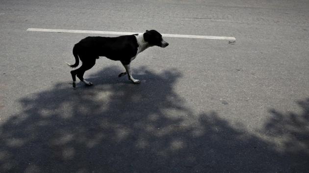 The Uttar Pradesh forest department’s firm and unambiguous stand on not allowing feral dogs to be relocated to the Pilibhit Tiger Reserve (PTR) has forced the Sitapur district administration to drop the idea.The Sitapur district administration had told the media last week that feral dogs would be relocated in PTR forests following rampant canine attacks in the district in which at least six children were killed and several injured. (Rajesh Kumar Singh / AP File)