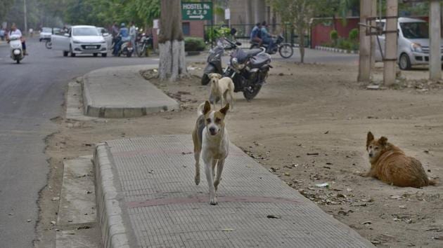 At least six children have died in dog attacks in Uttar Pradesh’s Sitapur district .(HT file photo)