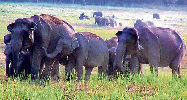 The Corbett Tiger Reserve got nine elephants -- seven adults and two cubs -- from Karnataka in 2016 for patrolling. (HT Photo) The Corbett Tiger Reserve got nine elephants -- seven adults and two cubs -- from Karnataka in 2016 for patrolling. (HT Photo)