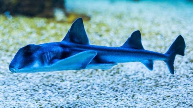 “Sharks are generally underestimated when it comes to learning abilities - most people see them as mindless, instinctive animals,” Vila-Pouca said. “However, they have really big brains and are obviously much smarter than we give them credit for,” says Catarina Vila-Pouca, lead author of the study.(Shutterstock)