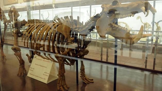 A skeletal exhibit of a hippopotamus on display at the museum. As many as 60 species of mammals are from Africa and America, some specimens nearly 200 years old. (Samir Jana / HT Photo)