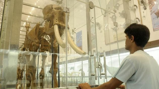 A view of the renovated mammals gallery at the Indian Museum in Kolkata. This section houses skeletons and taxidermy exhibits of apes, elephants and whales including many rare animals. A total of 314 exhibits covering 138 species are on display at the museum. (Samir Jana / HT Photo)