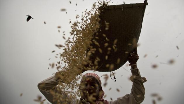 An Indian woman separates wheat from the chaff in a field on the outskirts of Guwahati, India(AP Photo)