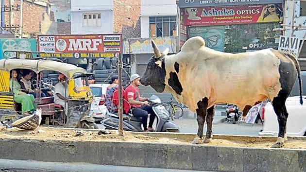 A stray bull on a road in Amritsar on Thursday. (Sameer Sehgal/HT) A stray bull on a road in Amritsar on Thursday. (Sameer Sehgal/HT)