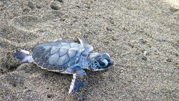 Temperature determines whether the turtle which is born is male or female.(Shutterstock)