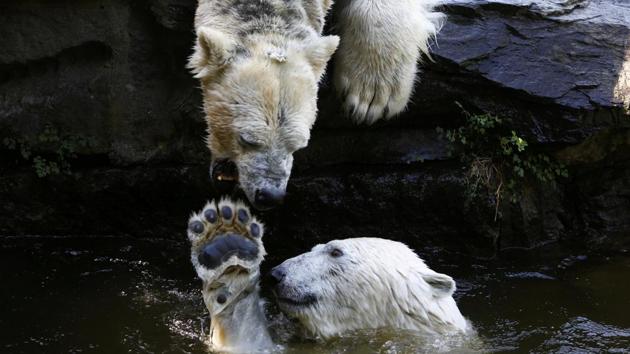 Polar bears play in the water in the Tierpark Zoo in Berlin, Germany. (Michele Tantussi / REUTERS) Polar bears play in the water in the Tierpark Zoo in Berlin, Germany. (Michele Tantussi / REUTERS)