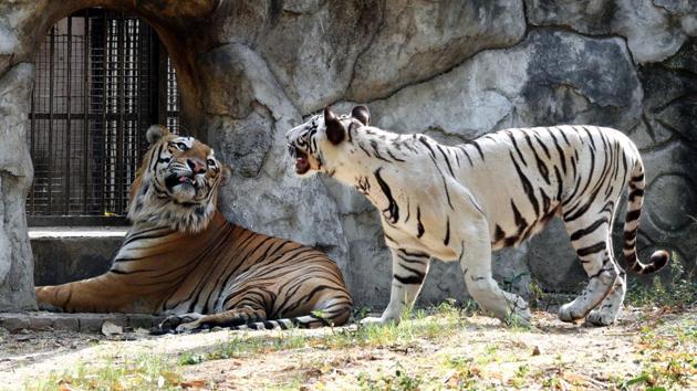 The white Bengal tiger and tigress were housed together in the same enclosure for breeding at the Delhi Zoo on May 08, 2018. (Arvind Yadav /HT Photo) The white Bengal tiger and tigress were housed together in the same enclosure for breeding at the Delhi Zoo on May 08, 2018. (Arvind Yadav /HT Photo)
