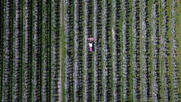 A tractor drives through an apple orchard in Haselau, northern Germany. (Axel Heimken / dpa / AFP) A tractor drives through an apple orchard in Haselau, northern Germany. (Axel Heimken / dpa / AFP)