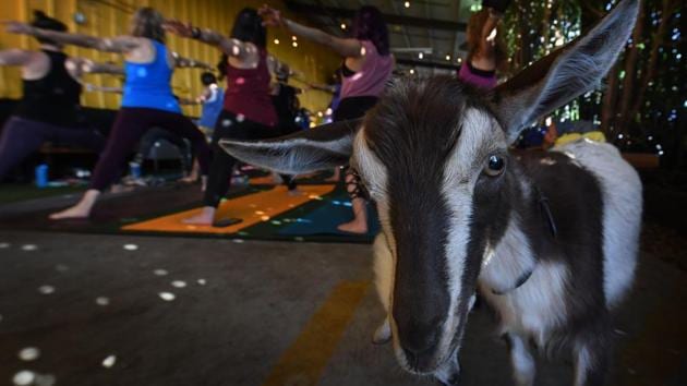 Yoga students take a class with Nigerian Dwarf goats held by the ‘Hello Critter Goat Yoga’ team at the Golden Road Pub in Los Angeles, California. (Mark Ralston / AFP) Yoga students take a class with Nigerian Dwarf goats held by the ‘Hello Critter Goat Yoga’ team at the Golden Road Pub in Los Angeles, California. (Mark Ralston / AFP)