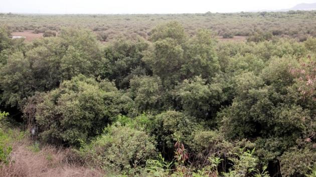 The study found that of India’s 4,52,676 hectare of mangrove forests, it lost 3,957 ha, or 0.87%, from 2000 to 2015.(HT/File Photo)