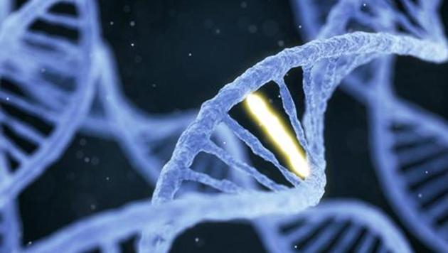3D illustration of DNA molecule spiral structure with unique connection on abstract dark background.(Getty Images/iStockphoto) 3D illustration of DNA molecule spiral structure with unique connection on abstract dark background.(Getty Images/iStockphoto)