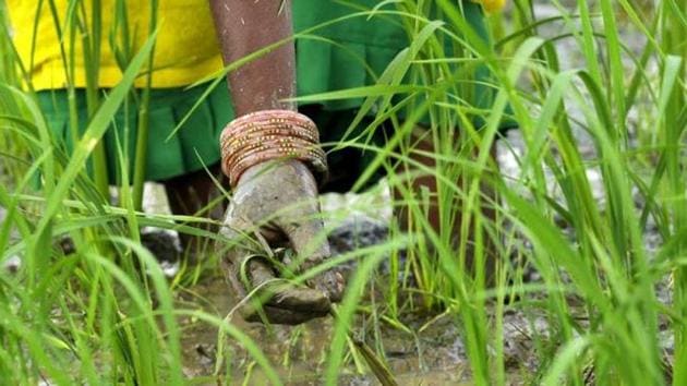 To experiment with technology, the NITI Aayog will start a pilot project on “precision agriculture” using AI in 10 districts.(Burhaan Kinu/HT File Photo) To experiment with technology, the NITI Aayog will start a pilot project on “precision agriculture” using AI in 10 districts.(Burhaan Kinu/HT File Photo)