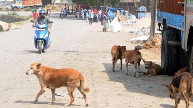 According to an estimate, there are more than 2,500 street dogs in Haldwani .(HT File/Diwakar Prasad)