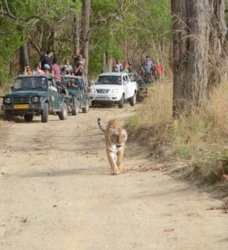 According to National Tiger Conservation Authority guidelines, reserves are required to do an annual monitoring of tigers, which is called Phase IV survey. (HT Photo) According to National Tiger Conservation Authority guidelines, reserves are required to do an annual monitoring of tigers, which is called Phase IV survey. (HT Photo)