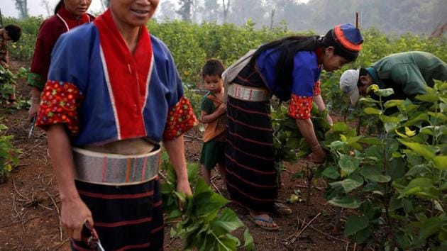 Ethnic Palaung workers collect mulberry leaves to feed silkworms. The UN agency has assisted more than 1,000 farmers to switch from opium to coffee since 2014, said Troels Vester, UNODC country manager for Myanmar. Still, 41,000 hectares of poppy was planted in Myanmar last year. Farmers in conflict areas were less likely to have moved to licit crops, it added. (Ann Wang / REUTERS) Ethnic Palaung workers collect mulberry leaves to feed silkworms. The UN agency has assisted more than 1,000 farmers to switch from opium to coffee since 2014, said Troels Vester, UNODC country manager for Myanmar. Still, 41,000 hectares of poppy was planted in Myanmar last year. Farmers in conflict areas were less likely to have moved to licit crops, it added. (Ann Wang / REUTERS)