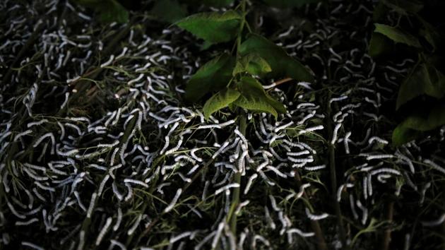 Silkworms feed on mulberry leaves in Wanpaolong village. Zhou is now in his third year raising silkworms, and says quicker profits have enabled his family - with six children - to upgrade from a bamboo hut. (Ann Wang / REUTERS) Silkworms feed on mulberry leaves in Wanpaolong village. Zhou is now in his third year raising silkworms, and says quicker profits have enabled his family - with six children - to upgrade from a bamboo hut. (Ann Wang / REUTERS)