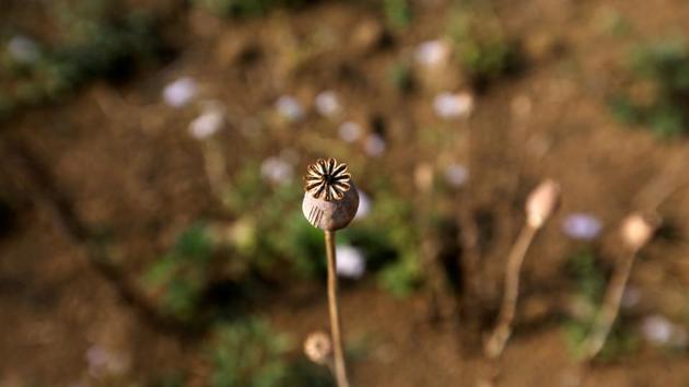 A dried poppy is seen in a field next to a mulberry farm. “Growing opium is too tough. It’s only one harvest every year and a rain can easily destroy a whole year’s work,” Zhou said. The price for opium has fallen, he said, and growing poppies risks running afoul of heavy-handed eradication efforts by Myanmar authorities. (Ann Wang / REUTERS) A dried poppy is seen in a field next to a mulberry farm. “Growing opium is too tough. It’s only one harvest every year and a rain can easily destroy a whole year’s work,” Zhou said. The price for opium has fallen, he said, and growing poppies risks running afoul of heavy-handed eradication efforts by Myanmar authorities. (Ann Wang / REUTERS)