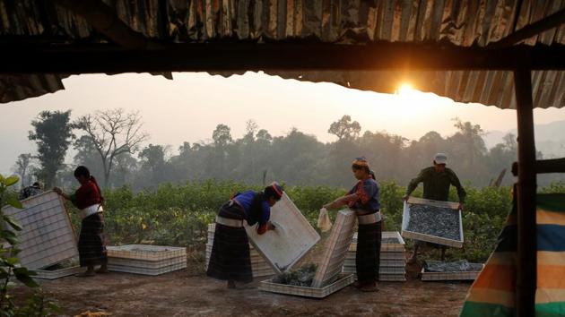 A group of ethnic Palaung workers clean off trays for baby silkworms at a mulberry farm. About 50 sericulturalists from China help farmers to harvest as often as every two weeks between April and November, said Wang Bing, 63, vice general manager of DH Silco Enterprise. (Ann Wang / REUTERS) A group of ethnic Palaung workers clean off trays for baby silkworms at a mulberry farm. About 50 sericulturalists from China help farmers to harvest as often as every two weeks between April and November, said Wang Bing, 63, vice general manager of DH Silco Enterprise. (Ann Wang / REUTERS)