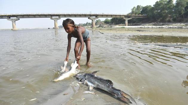 A child picks up a dead fish that washed up on the banks of the Ganga on Monday.(HT Photo)