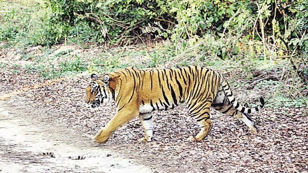 A Tiger crossing a road at Corbett Tiger Reserve in Ramnagar.(HT File Photo)