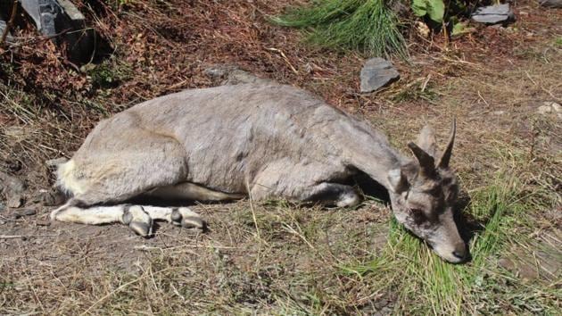 No eye infection found among Himalayan blue sheep until date, WII tells NGT.(HT Photo.)