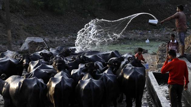 While residents are beating the summer by relaxing in their comfortable air-conditioned rooms, this man decided to help his herd of buffaloes cool off.  A scene from Katraj Lake on Tuesday. (Rahul Raut/HT PHOTO) 