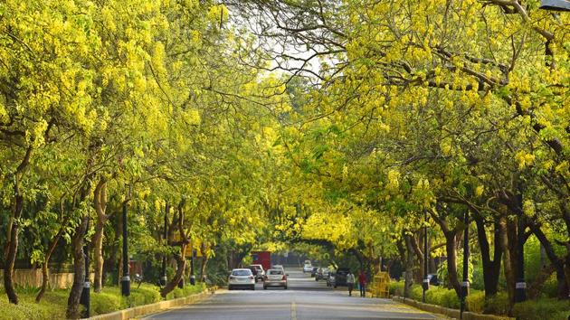 Amaltas, also known as the golden shower trees, seen in full bloom in Delhi during the summers.(Photo: Sanjeev Verma/ HT)