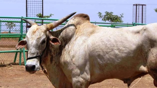The bull, who was rescued after a lifetime of pulling heavy carts and has now been adopted by the People for the Ethical Treatment of Animals. (Representative Photo) The bull, who was rescued after a lifetime of pulling heavy carts and has now been adopted by the People for the Ethical Treatment of Animals. (Representative Photo)