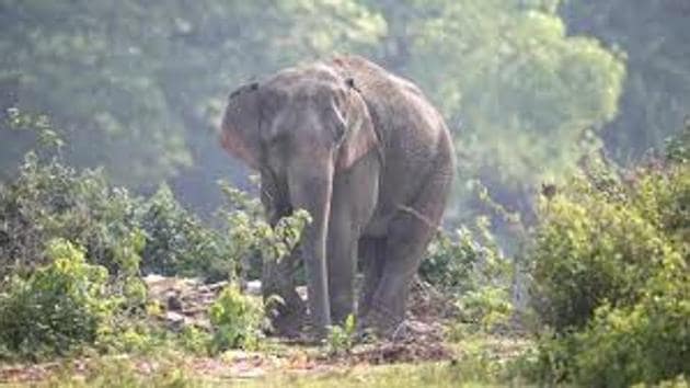 Sundaresan, the 45-year old priest, also brought in an elephant unauthorisedly for prayers seeking longevity for his father.(PTI File Photo)