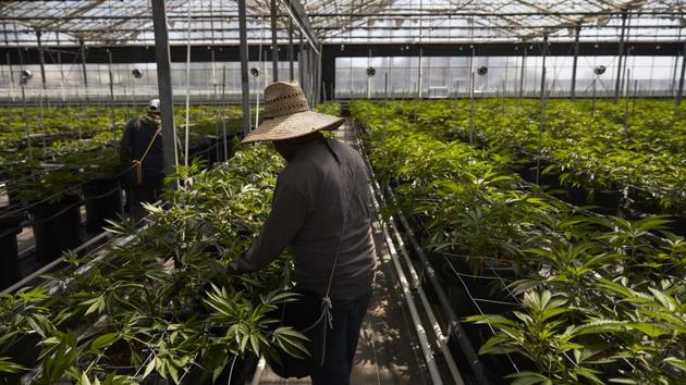 Workers in a greenhouse growing cannabis at Glass House Farms in Carpinteria, California. About 137 kilometers northwest of Los Angeles, Carpinteria is located on the bottom of Santa Barbara County, a tourist area famous for its beaches, wine and temperate climate. It’s also gaining notoriety as a haven for cannabis growers. (Jae C. Hong / AP) Workers in a greenhouse growing cannabis at Glass House Farms in Carpinteria, California. About 137 kilometers northwest of Los Angeles, Carpinteria is located on the bottom of Santa Barbara County, a tourist area famous for its beaches, wine and temperate climate. It’s also gaining notoriety as a haven for cannabis growers. (Jae C. Hong / AP)
