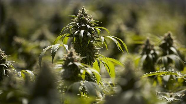 Mature cannabis plants are seen in a greenhouse at Glass House Farms. The county amassed the largest number of marijuana cultivation licenses in California since broad legalization arrived on January 1, nearly 800, according to state data compiled by The Associated Press. (Jae C. Hong / AP) Mature cannabis plants are seen in a greenhouse at Glass House Farms. The county amassed the largest number of marijuana cultivation licenses in California since broad legalization arrived on January 1, nearly 800, according to state data compiled by The Associated Press. (Jae C. Hong / AP)