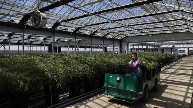 Greenhouses that once produced flowers are seen as ideal for marijuana. In Carpinteria’s climate, the greenhouses heat and cool easily and inexpensively, and the plants thrive. It takes only about three months to grow cannabis in pots of shredded coconut husks, so farmers can get multiple harvests each year. (Jae C. Hong / AP) Greenhouses that once produced flowers are seen as ideal for marijuana. In Carpinteria’s climate, the greenhouses heat and cool easily and inexpensively, and the plants thrive. It takes only about three months to grow cannabis in pots of shredded coconut husks, so farmers can get multiple harvests each year. (Jae C. Hong / AP)