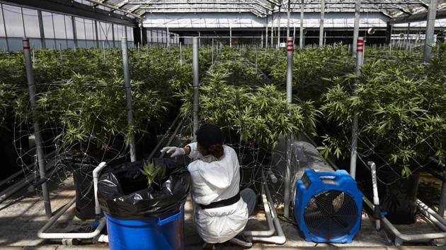 A worker picks unnecessary leaves from cannabis plants at Glass House Farms. Some residents said the stench has decreased in recent months as some growers installed systems aimed at reducing the smells. Others said the problem persists. Californians voted to legalize marijuana in 2016, but counties and cities have a say on whether they allow cannabis production, distribution or sales. (Jae C. Hong / AP) A worker picks unnecessary leaves from cannabis plants at Glass House Farms. Some residents said the stench has decreased in recent months as some growers installed systems aimed at reducing the smells. Others said the problem persists. Californians voted to legalize marijuana in 2016, but counties and cities have a say on whether they allow cannabis production, distribution or sales. (Jae C. Hong / AP)