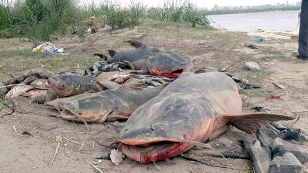 Dead fishes taken out from Beas river after molasses from a sugar factory leaked into the river on Thursday.(HT Photo)