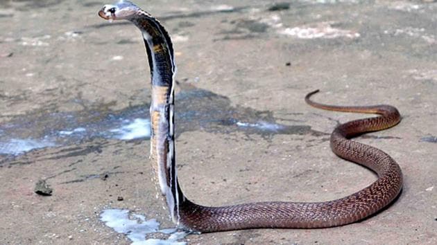 The man and his friends were trying to show that they did not fear snakes.(HT Photo/Representative image)