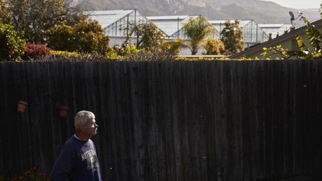 Residents say a thick, skunk-like odour from the plants settles over the valley in the evenings and before dawn. They have tried stuffing pillows under doors, lighting incense and shutting windows, a reluctant choice which keeps out the cool ocean breeze, part of the town’s allure. “We want fresh air,” said Xave Saragosa, a retired sheriff’s deputy living near a greenhouse. (Jae C. Hong / AP) Residents say a thick, skunk-like odour from the plants settles over the valley in the evenings and before dawn. They have tried stuffing pillows under doors, lighting incense and shutting windows, a reluctant choice which keeps out the cool ocean breeze, part of the town’s allure. “We want fresh air,” said Xave Saragosa, a retired sheriff’s deputy living near a greenhouse. (Jae C. Hong / AP)