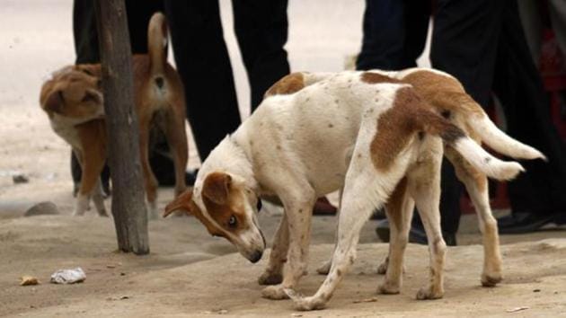 Dog attacks in Sitapur district have claimed lives of at least 13 children since November.(HT)