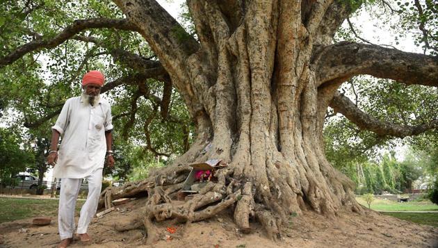 The Peepal tree near Carmel Convent School in Sector 9 is 250 years old. (HT Photo) The Peepal tree near Carmel Convent School in Sector 9 is 250 years old. (HT Photo)