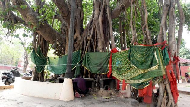 Banyan tree at PEC in Sector 12 is 350 years old.These trees are part of natural heritage of the city and serve as an important green landmark. This decision has been taken to protect such trees and enlighten residents about their relevance. (HT Photo) Banyan tree at PEC in Sector 12 is 350 years old.These trees are part of natural heritage of the city and serve as an important green landmark. This decision has been taken to protect such trees and enlighten residents about their relevance. (HT Photo)