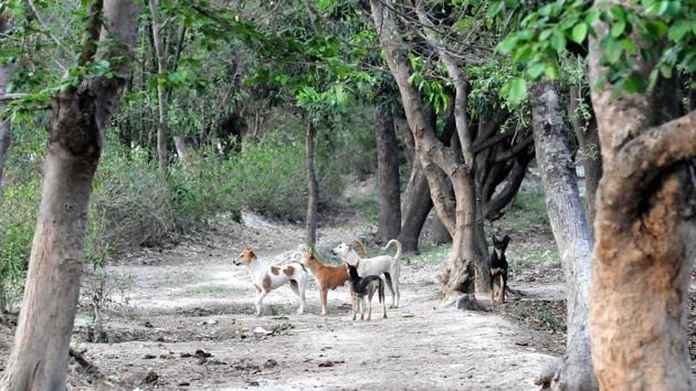 Though villagers and the district administration had held that feral dogs were responsible for these attacks, many Lucknow-based animal activists claimed that wild animals were attacking humans. (HT Photo) Though villagers and the district administration had held that feral dogs were responsible for these attacks, many Lucknow-based animal activists claimed that wild animals were attacking humans. (HT Photo)