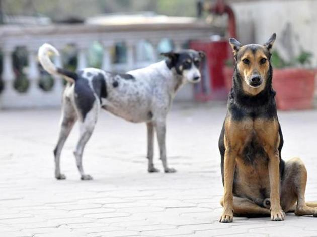 Stray dogs were noticed on the hospital campus every day and even in and around the wing where dog bite cases are treated.(Representative image/HT File)