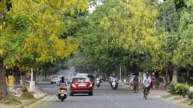 Clean tree-lined roads, like this one at Sector 33, seem to have contributed in Chandigarh’s ranking in Swachh Survekshan. (Keshav Singh/HT) Clean tree-lined roads, like this one at Sector 33, seem to have contributed in Chandigarh’s ranking in Swachh Survekshan. (Keshav Singh/HT)