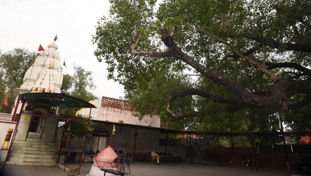 The Peepal tree seen is around 200 years old at Basanti Devi Temple in Sector 24, Chandigarh. Department of Forest and wildlife have sought suggestions from residents of any other heritage tree they feel in their area. The nomination for the trees will be examined by an expert committee, and trees found suitable for this heritage tag will be included in the list. (HT Photo) The Peepal tree seen is around 200 years old at Basanti Devi Temple in Sector 24, Chandigarh. Department of Forest and wildlife have sought suggestions from residents of any other heritage tree they feel in their area. The nomination for the trees will be examined by an expert committee, and trees found suitable for this heritage tag will be included in the list. (HT Photo)