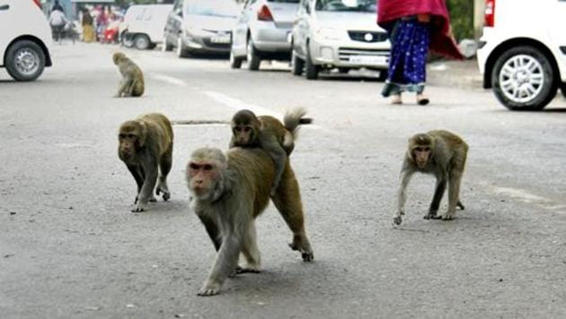 The monkeys reportedly scrambled down a ladder from the terrace while the office was being cleaned at the start of the day.(HT File/ For representational purposes only) The monkeys reportedly scrambled down a ladder from the terrace while the office was being cleaned at the start of the day.(HT File/ For representational purposes only)