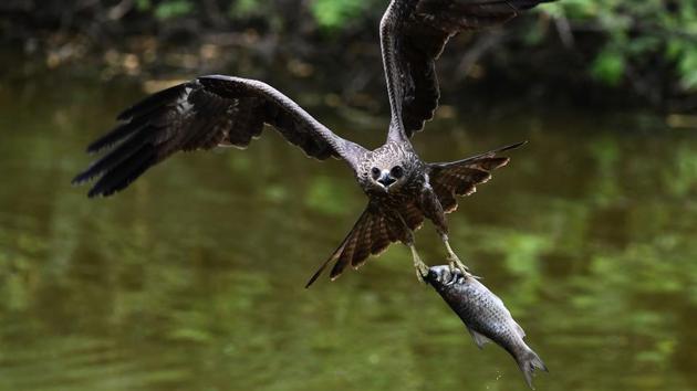 A kite flies off with a fish from a pond at the Zoological Park in New Delhi on May 14, 2018. (Prakash Singh / AFP) A kite flies off with a fish from a pond at the Zoological Park in New Delhi on May 14, 2018. (Prakash Singh / AFP)