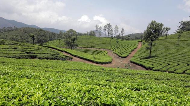A view from one of Munnar’s famous a tea plantations. “Its 12-year cycle is a wonder for the scientific community. These thorny shrubs play a major role in creating natural streams in shola forests. They are vital part of the Nilagiri biosphere,” said Prof Jomy Augustine, a botanist. (Vivek Nair / HT Photo) A view from one of Munnar’s famous a tea plantations. “Its 12-year cycle is a wonder for the scientific community. These thorny shrubs play a major role in creating natural streams in shola forests. They are vital part of the Nilagiri biosphere,” said Prof Jomy Augustine, a botanist. (Vivek Nair / HT Photo)
