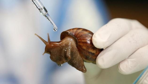 A man waters a snail in the process of producing cosmetics at a snail farm at Nakhon Nayok Province, Thailand. (REUTERS) A man waters a snail in the process of producing cosmetics at a snail farm at Nakhon Nayok Province, Thailand. (REUTERS)