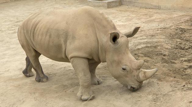 Southern white rhino Victoria at the San Diego Zoo Safari Park in Escondido, California. (AP File Photo) Southern white rhino Victoria at the San Diego Zoo Safari Park in Escondido, California. (AP File Photo)